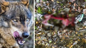 El lobo se come al perro de un cazador a tan sólo 100 metros de un pueblo