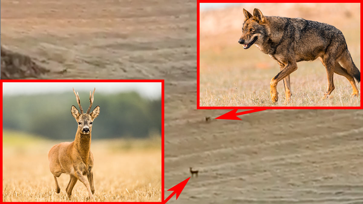 Un cazador está recechando un corzo cuando aparecen dos lobos tras él: esta es su reacción