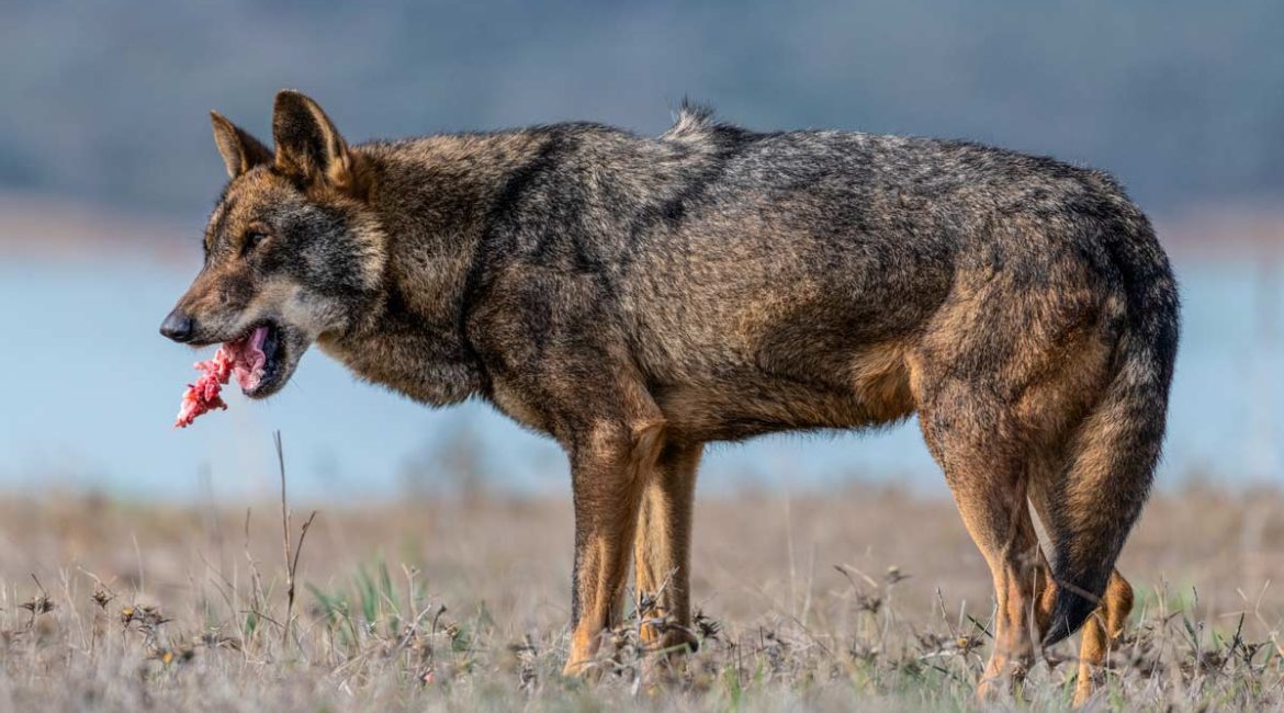 Absueltos dos cazadores que estaban acusados de matar un lobo en una montería