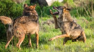 Ribera y Planas irán el viernes al Senado para informar sobre la prohibición de la caza del lobo ibérico