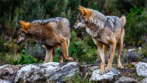 Educadores, psicólogos o ecologistas sin estudios: así son los 300 «científicos» de WWF en contra de la caza del lobo