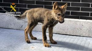 Encuentran una cría de lobo en un pueblo de León