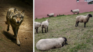 Un lobo mata varias ovejas junto a una gasolinera en Galicia