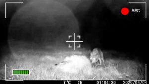 'Caza' a un lobo devorando a una oveja a solo 50 metros de un pueblo de Galicia