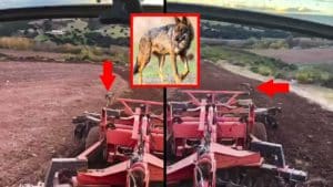Un lobo sigue lentamente a un agricultor que trabaja en su tractor