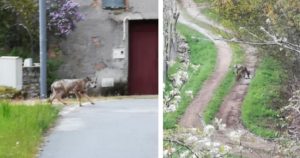 Un lobo sarnoso entra en un pueblo de León y se lleva un perro para comérselo