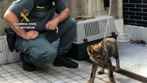 Muere en Valladolid el cachorro de lobo encontrado en León