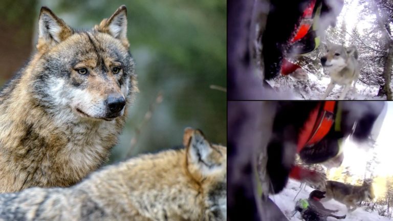 Lobos grises e imagen del vídeo del ataque a los perros de caza.