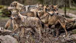 Alemania y Francia sólo suman la mitad de lobos que España, pero sí permiten su caza