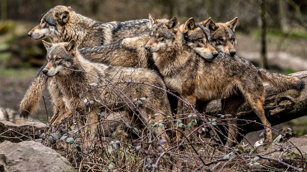 Alemania y Francia sólo suman la mitad de lobos que España, pero sí  permiten su caza