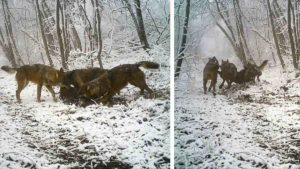 Tres lobos se llevan a un jabalí en volandas y esta cámara trampa lo graba