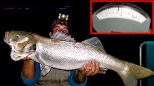 Pescan una extraordinaria lubina de 5,2 kilos en Cádiz: «es el sueño de cualquier pescador»