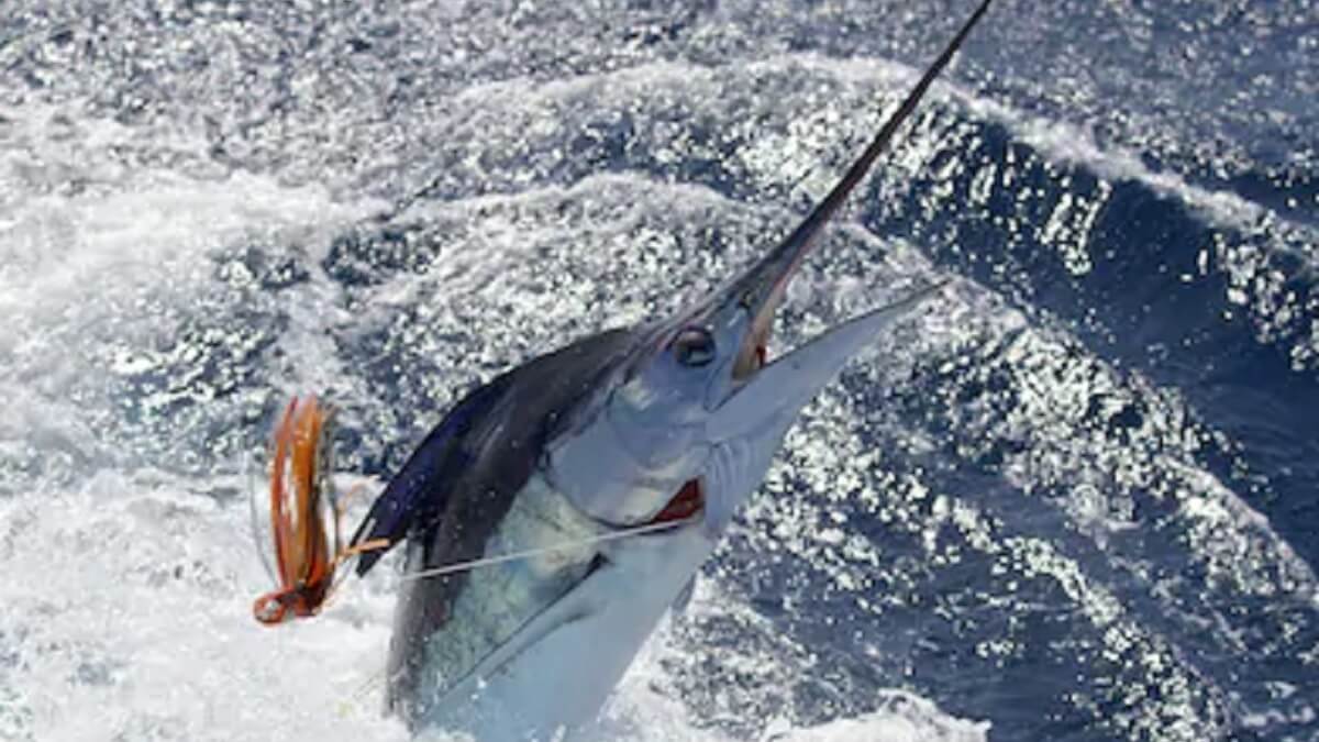 Luchan durante más de 10 horas para intentar pescar un marlín gigante