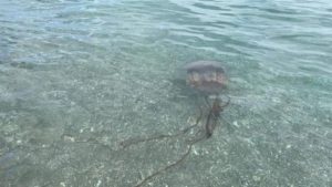 Una medusa de más de dos metros siembra el pánico en una playa de Málaga