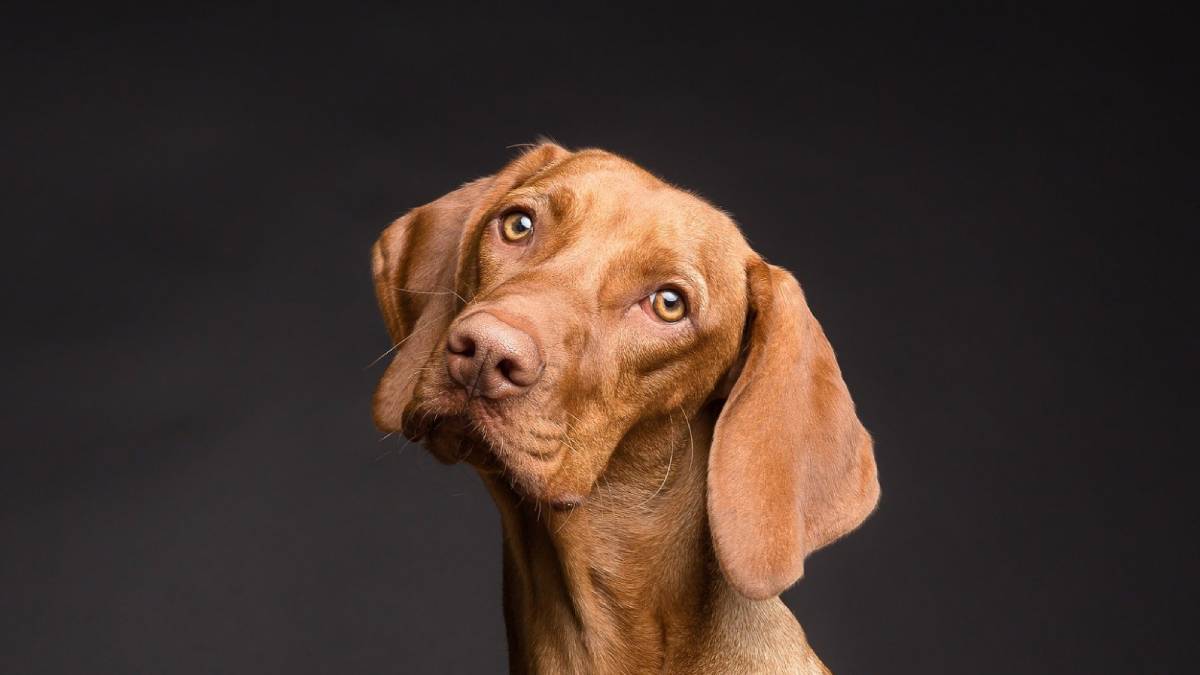 Cuatro consejos para aprovechar al máximo la carne de un corzo