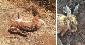 La mixomatosis azota a 14 pueblos de Extremadura: «Aparecen liebres muertas a diario»