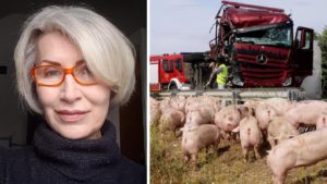 Muere una animalista atropellada por un camión que transportaba cerdos a un matadero