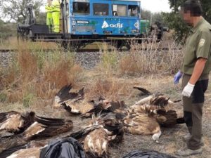 Un tren mata a 15 buitres que estaban comiendo un jabalí en Huesca