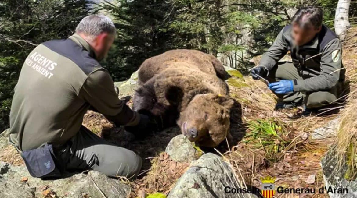 Detenido un Agente de Medio Ambiente por su supuesta implicación en la muerte de un oso en Lérida