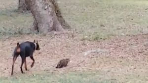 Un perro y un gato realizan una inaudita muestra y cooperan para cazar juntos
