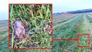 El vídeo de una perdiz y su nido arrollados por una cosechadora entristece a los cazadores
