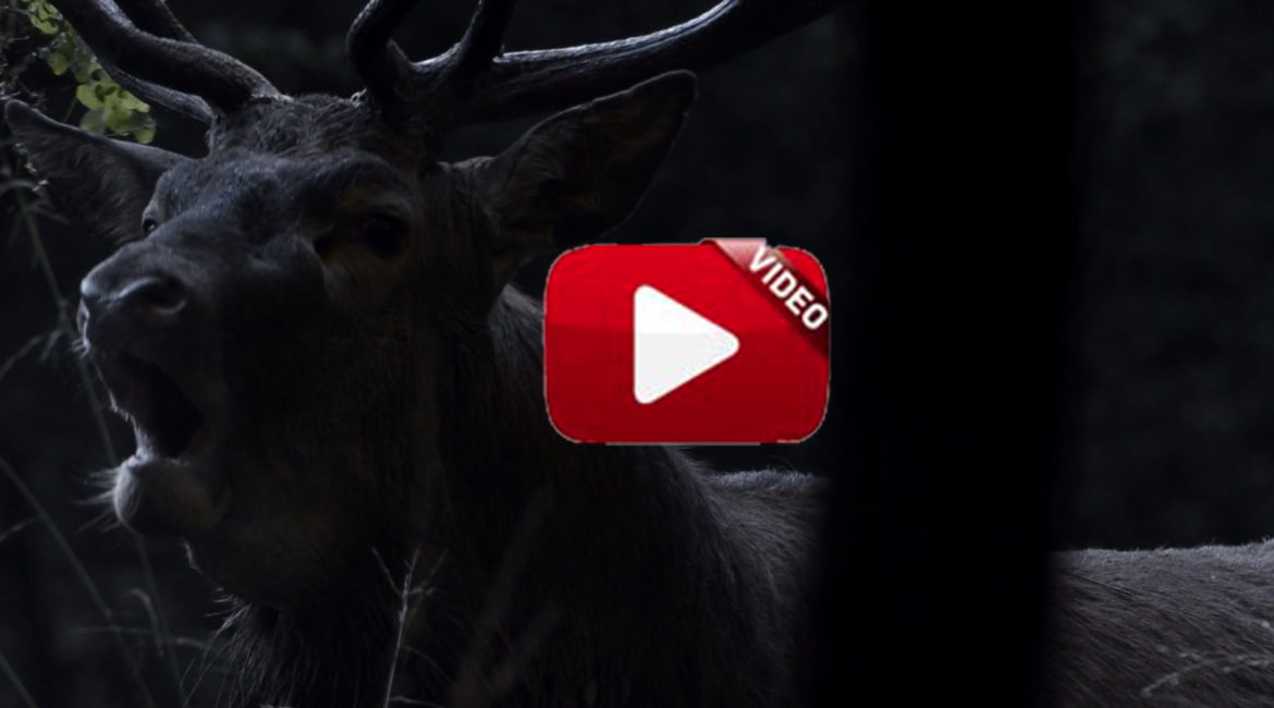 "La noche de los ciervos", sublime cortometraje