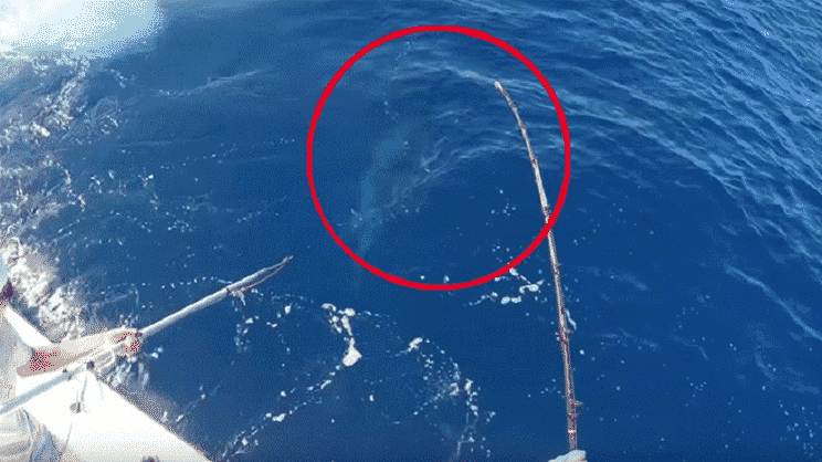 Esta familia logra capturar un pez espada récord de 343 kilos