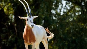 Dos furtivos se van de 'safari' en Sevilla: matan una gacela, cinco oryx y cuatro gamos