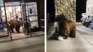 Un oso se cuela en un supermercado y roba una bolsa de patatas