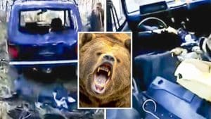 Se van a cazar jabalíes y cuando vuelven un oso ha destrozado su coche