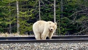 Graban a un inusual ejemplar de oso grizzly blanco en libertad