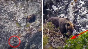 Un oso mata a una osa que protegía a su cría y se la come en Asturias