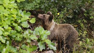 Localizan «con una leve cojera» al oso al que disparó un cazador en defensa propia en Cantabria