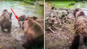Cuatro osos cazan a un lobo y así reacciona el resto de la manada para intentar salvarlo
