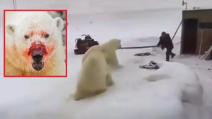 Dos osos polares atacan a un hombre y así se defiende a la desesperada
