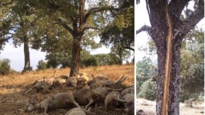 Un cazador se encuentra 22 ovejas muertas mientras recechaba un ciervo en Cáceres