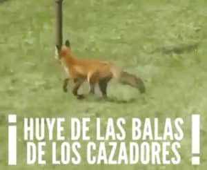 PACMA usa un vídeo de un zorro que come peras para decir que escapa de las balas