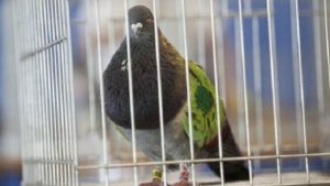 4 años de cárcel por robar 20 palomas