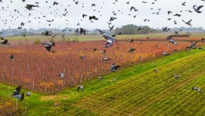 Esto es lo que pasa cuando un dron vuela entre cientos de palomas torcaces