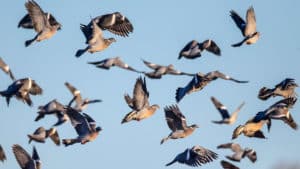 Arranca la contrapasa: miles de palomas torcaces emprenden un largo camino