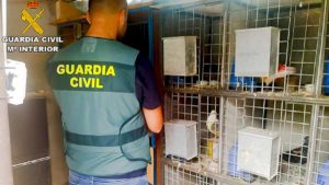 Tres detenidos por robar 35 palomos valorados en 20.000 euros en Valencia