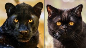 «La pantera puede existir, el gato fotografiado es conocido en el pueblo», denuncia el alcalde de Ventas