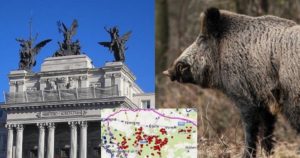 La peste porcina se acerca a España dejando cientos de jabalíes muertos