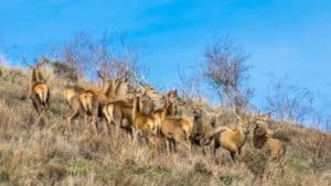 El PP pide prorrogar la moratoria que permitía cazar en los Parques Nacionales