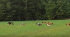 Este vídeo de un pastor alemán cazando jabalíes asombra a muchos cazadores