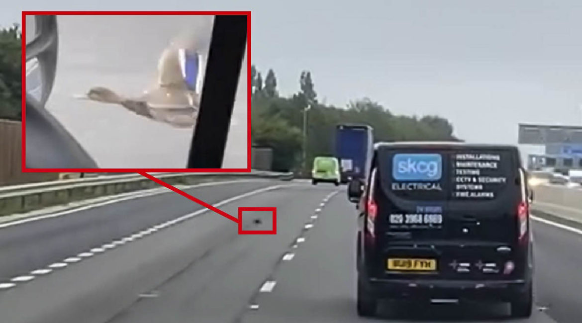 Este es el increíble vídeo de un pato que sigue a los coches por una autovía