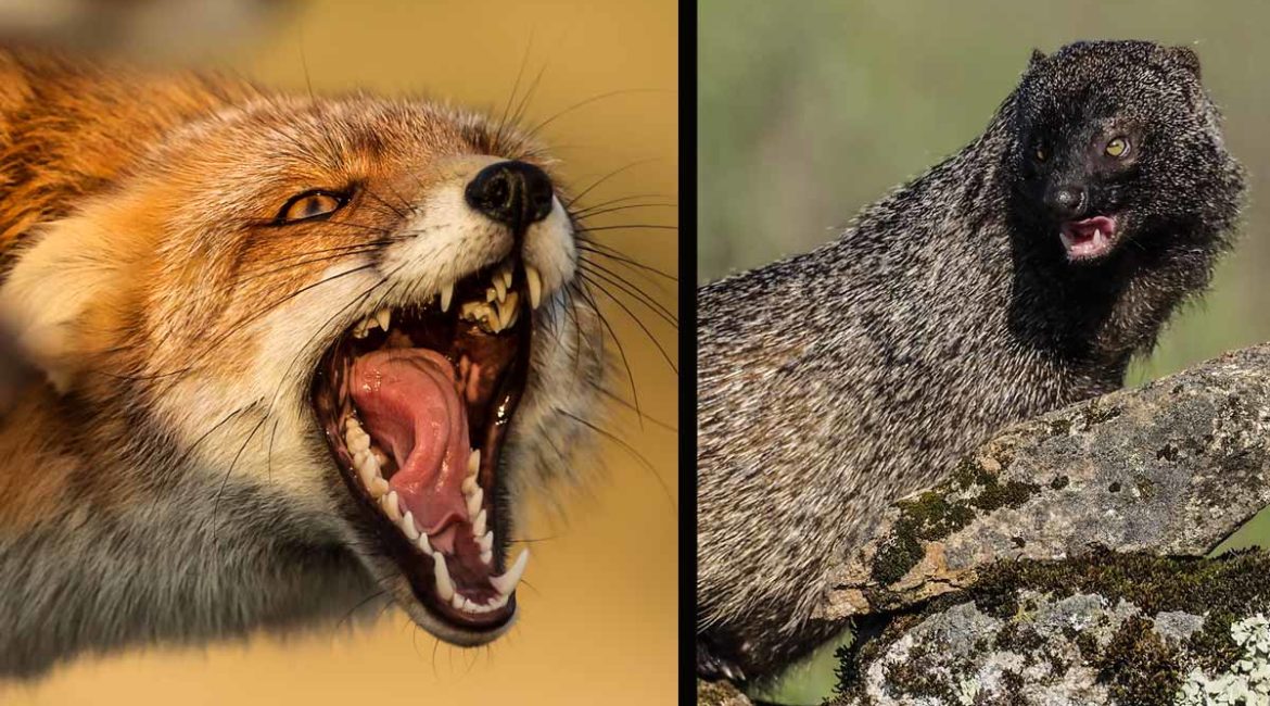 El zorro y el meloncillo, dos rivales por naturaleza. © Shutterstock