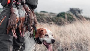 El Gobierno quiere que los perros de caza y pastores tengan edad de jubilación
