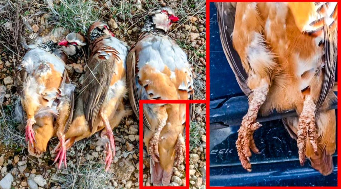 Cazan tres perdices con extrañas malformaciones en sus patas en Albacete