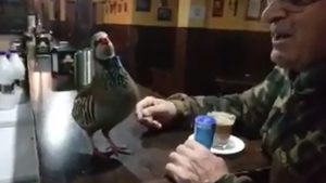 El vídeo de una perdiz cantando en un bar arrasa entre los cazadores